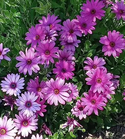 Scavuzzo 3* Realmonte